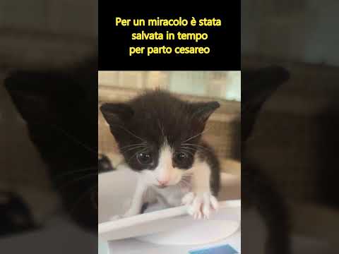 Video Gatta incinta abbandonata, salva micina col cesareo
