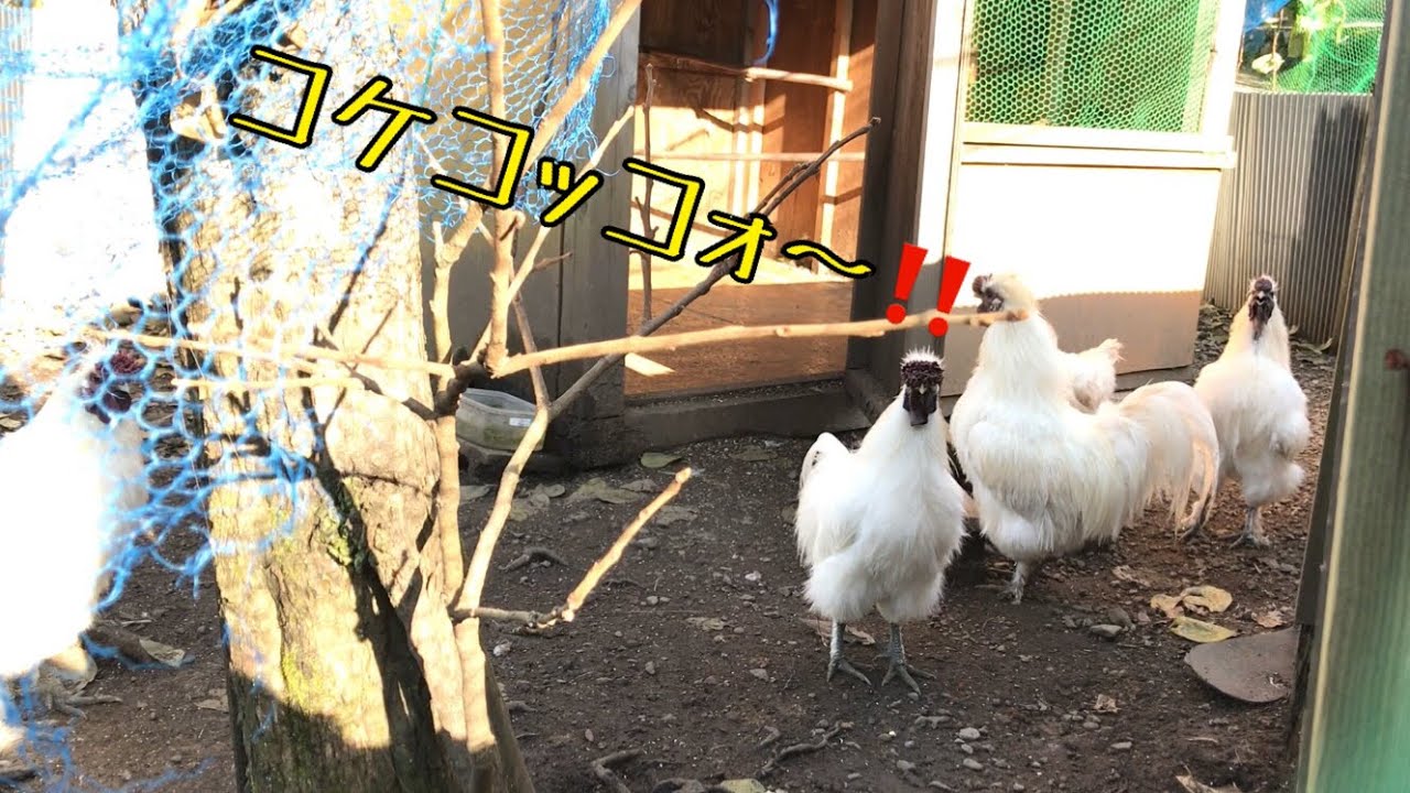 烏骨鶏の鳴き声 コケコッコォ Youtube