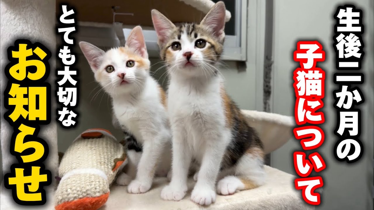 生後二ヶ月を迎えた子猫についてご報告したい事があります - YouTube