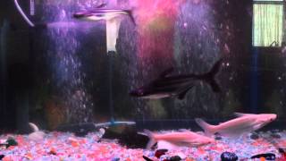 Pangasio Shark Tiburon Pangasio