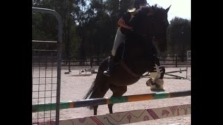 Riding RAWS ~ Flat work & Jumping