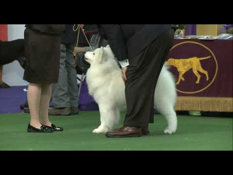 Vídeo: Uma Mutação Autossômica Recessiva No SCL24A4 Causando Hipoplasia Do Esmalte No Samoyed E Sua Relação Com A Diversidade Genética Em Toda A Raça