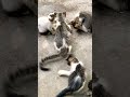 Saludos departe de la manada michi #gatitos #cat #consentidotumascota #kitten #catchow #cute
