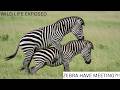 The Hidden Lives of Zebras: Untold Stories of Social Bonds, Survival, and Life in the Wild