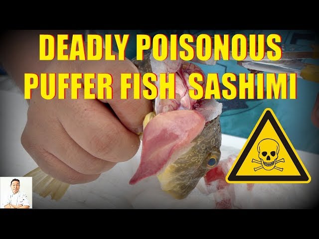 POISONOUS Fugu Puffer Fish Sashimi | Catch, Clean, Cook and Slice