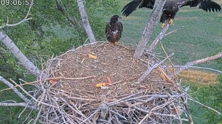 Kansas Eagles 5-31-24.  Wichita Tries Out a New Big Branch!  Harvey Delivers a Fish & Helps Out.