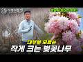 벚꽃나무는 큰 나무만 있을까? 정원용 작은 벚꽃나무 #벚꽃나무 #벚꽃 #벚나무