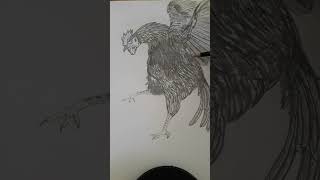 gambar ayam jago