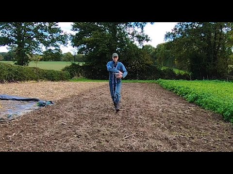 Vidéo: Informations sur la culture du blé : conseils pour prendre soin du grain de blé de basse-cour