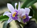 My Choice - Richard Clayderman: Dolannes Melody