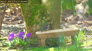 Holy Loch  Wildlife Dunoon Scotland