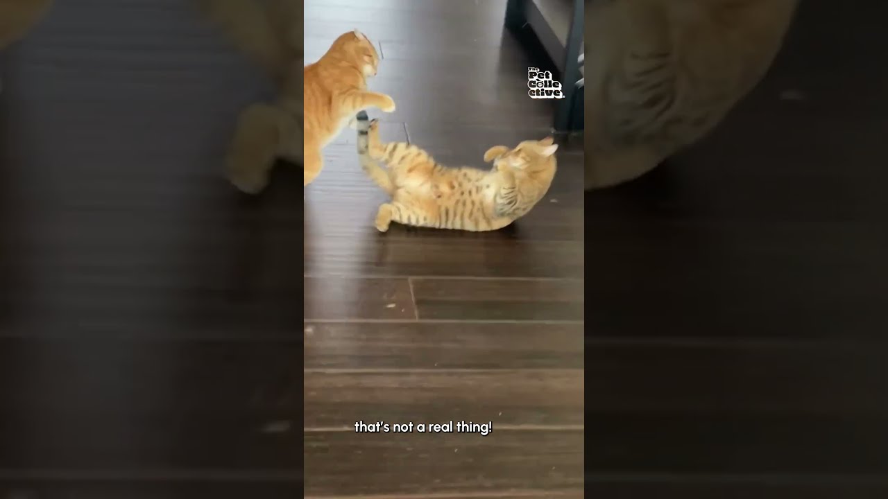Funny Cat Pulls Off Sneak Attack 