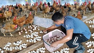 Raising free-range chickens & ducks can earn you millions! A Closer Look At Our Rabbits And New Cage