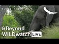 WILDwatch Live | 17 February, 2021 | Morning Safari | South Africa