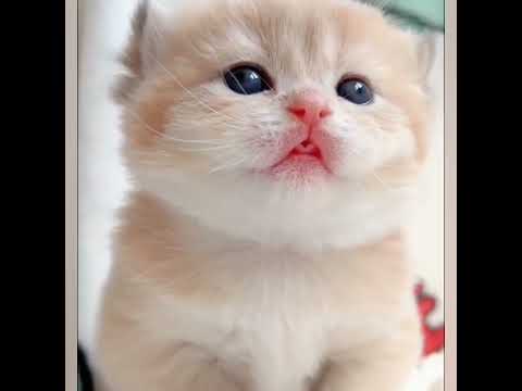 cat video | kitten | meow | Russian cat | beautiful cat | #cat #russian @TeddyKittens  @funnyplox