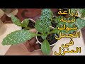 زراعة نبتة شوك الجمل فى المنزل بسهولةفوائد شوك الجمل الطبيه او حليب الشوك    