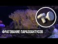 Паразоантусы (фрагование) | Морской аквариум