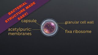 Bacterial Structure Explained | High-Yield Microbiology for USMLE & Exams