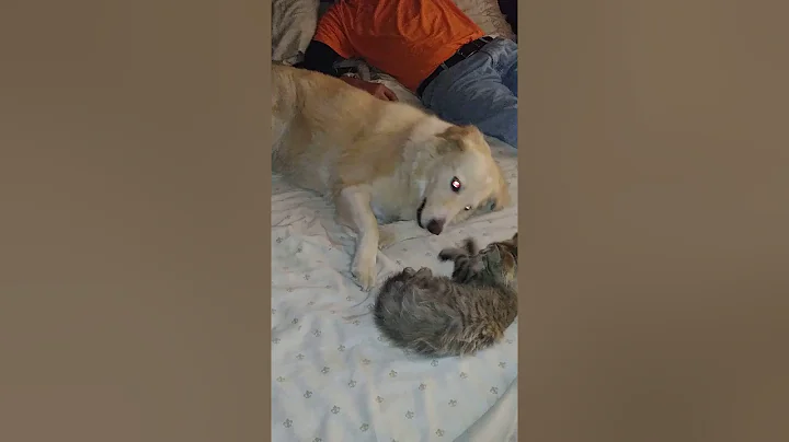 Jelous dog vs crazy cat