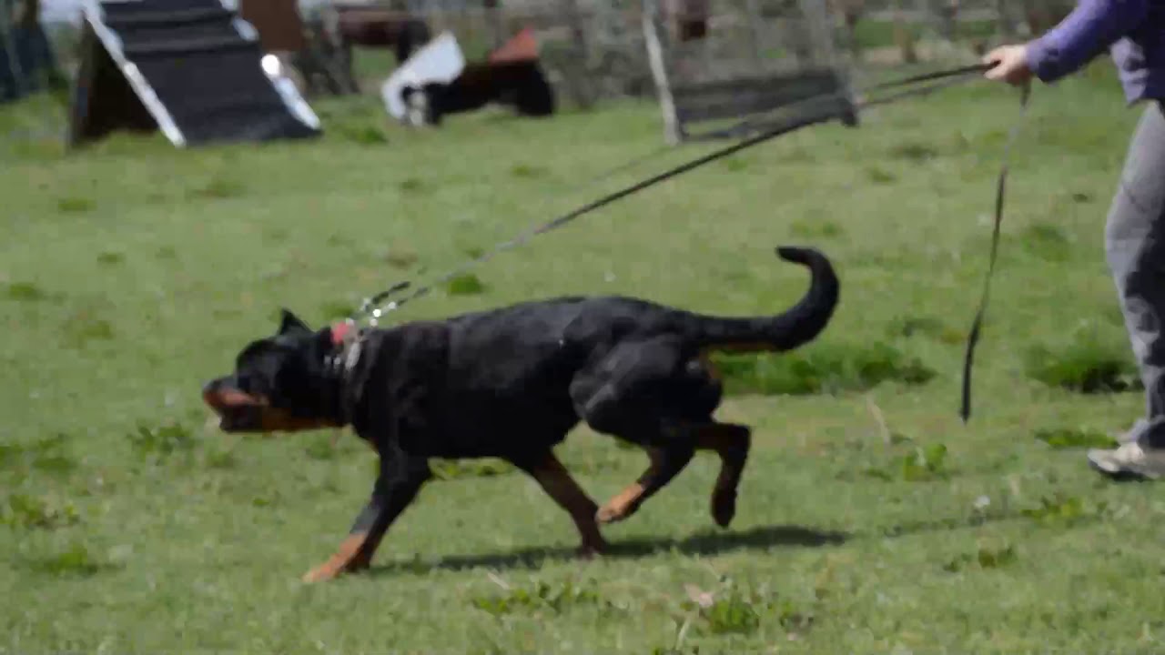 Rottweiler Wicked Game Davina - BH, IGP-1 - YouTube