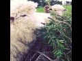 Could this be sheep kung fu