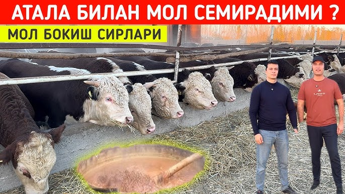 Eshaklar erotik porno rasmlar