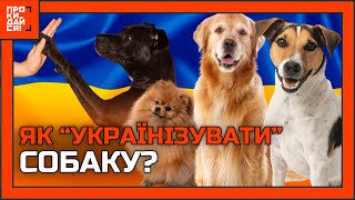ВАША собака НЕ РОЗУМІЄ команди УКРАЇНСЬКОЮ? ЦЕ відео вам ДОПОМОЖЕ. Як УКРАЇНІЗУВАТИ свого улюбленця?