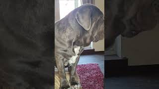 Funny Mastino