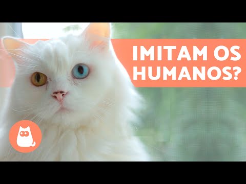 Vídeo: Como Ensinar Um Gato A Falar