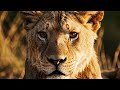Deep in the Jungle: The Animals' Secret World