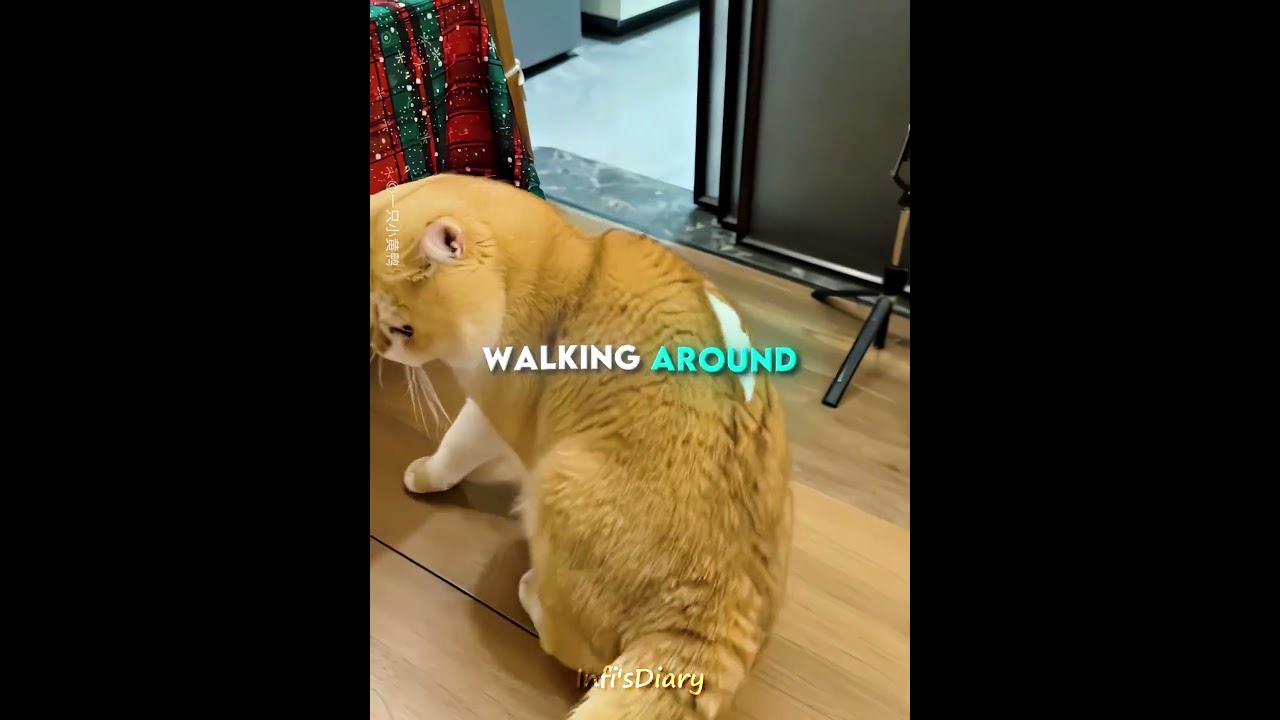 This Cat Scared His Owner So Bad 😂😼 #shorts