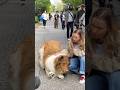 Did you notice this dog's secret? #shorts