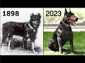 El KING DOBERMAN y La Abismal Diferencia Con Su Antecesor | 7 Perros y Su Evolución En 100 Años🐕
