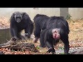 Dec 2018 Tama zoo chimps #6.1