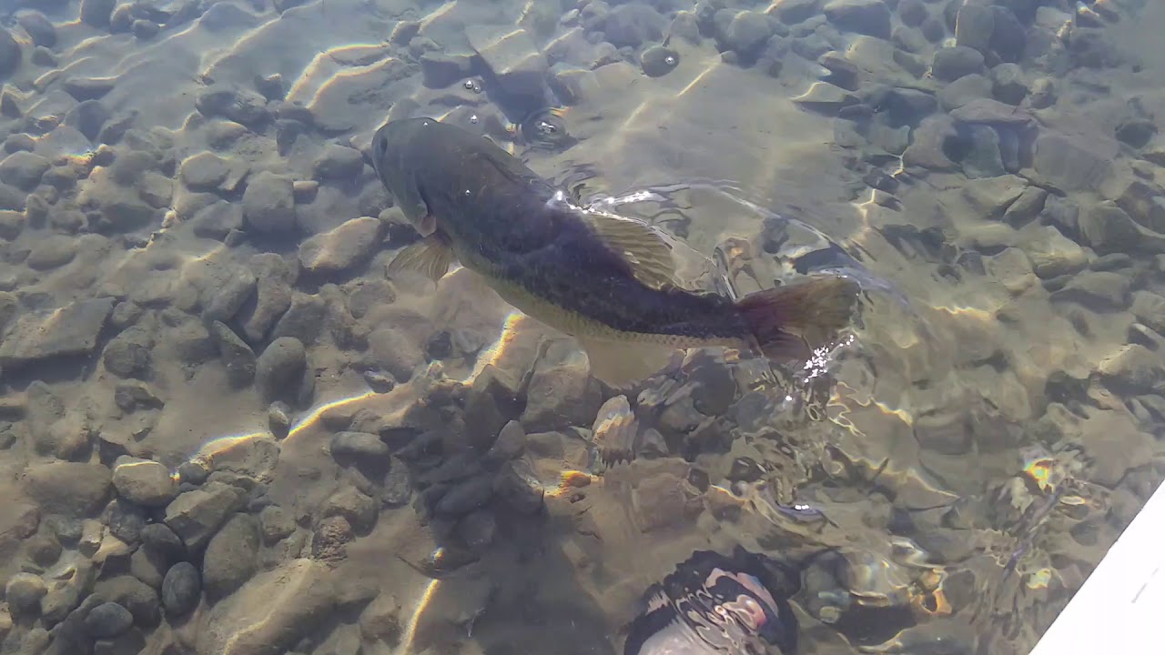 Catch and Release Kayak Bass Fishing Lake Havasu AZ YouTube