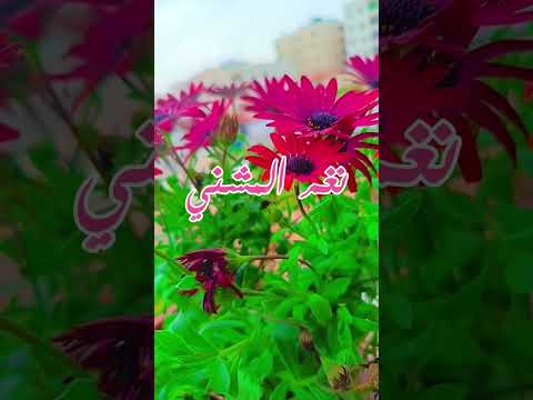 قهوة نغم المشني اقصفيهم يا نغم اكسبلور دويتو قهوة صباح الخير خواطر فيروز Shorts قهوتي