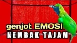 Pancingan Cucak Ijo Gacor Isian \u0026 Tembakan Rapat‼️ Ijo Yang Muda \u0026 Dewasa Langsung Emosi