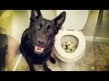 Funny cats and dogss   best funny animals 2024 7