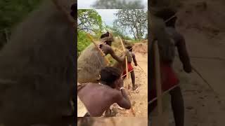 O rinoceronte e o tigre estao brigando aproveitando a oportunidade alguns caçadore estão os atacando