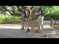 Miles for the Wild: Cheetah Walk