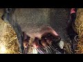 Lợn Rừng Cắn Ổ Đẻ Con ( Piglets Wildboar ) 0977121452