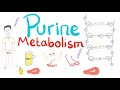 Purine Metabolism