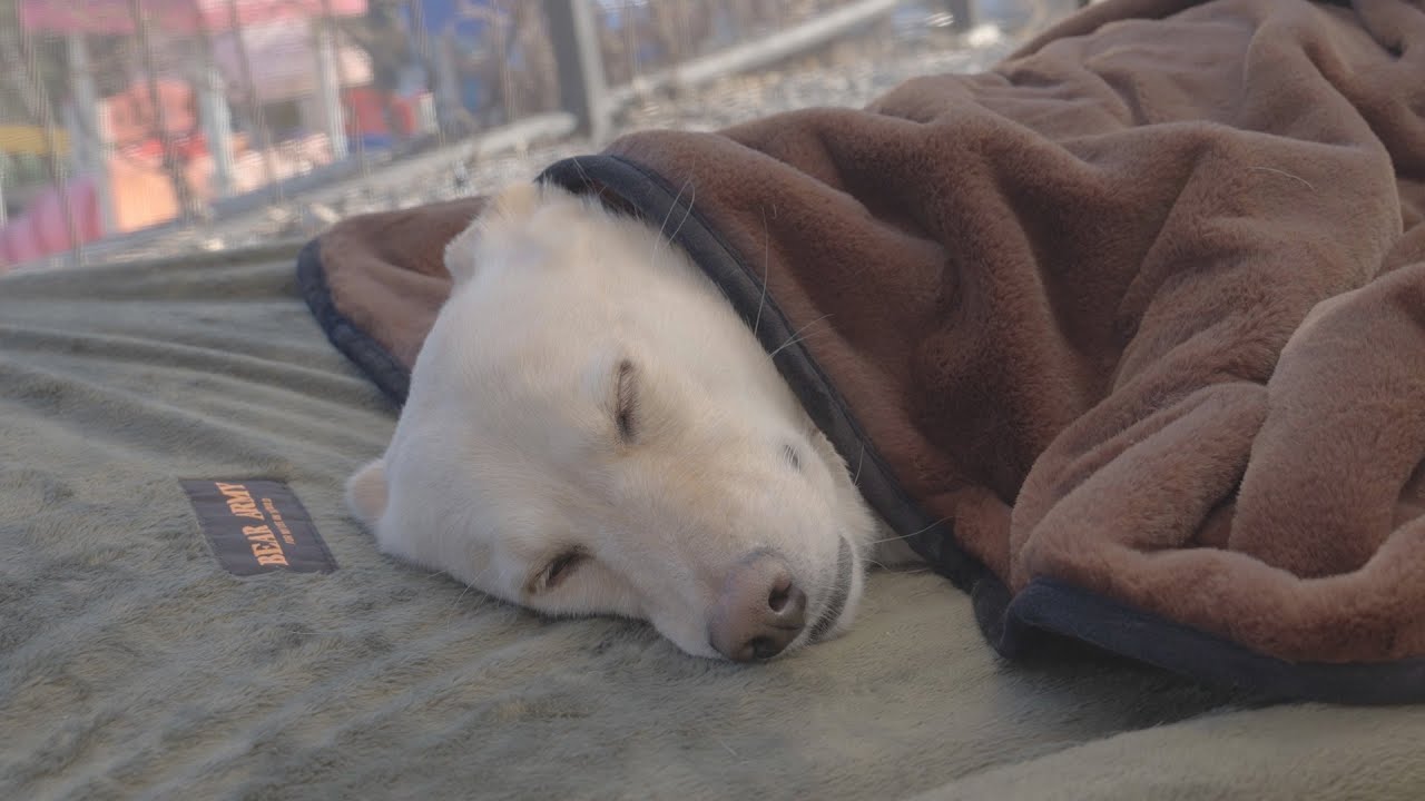 Весна зимой? Кемпинг с собакой в ​​идеальную погоду