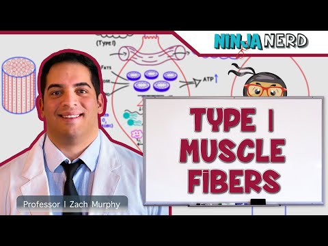 Musculoskeletal System | Type I Muscle Fibers
