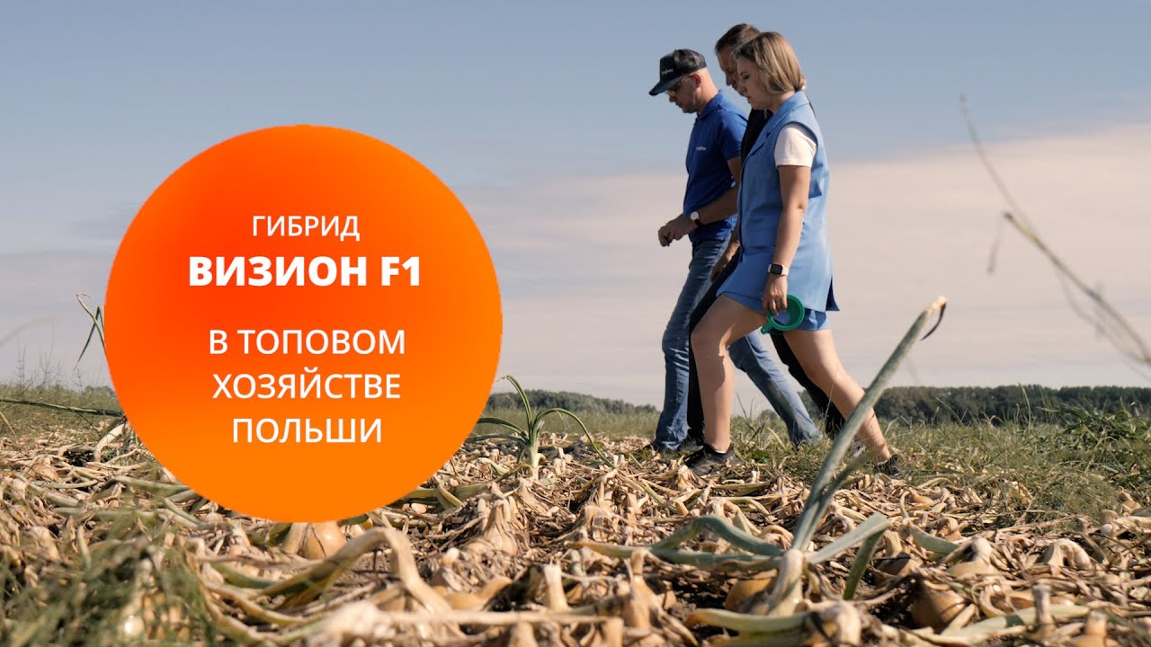 Лук Визион F1 – Лидер в длительности хранения - YouTube