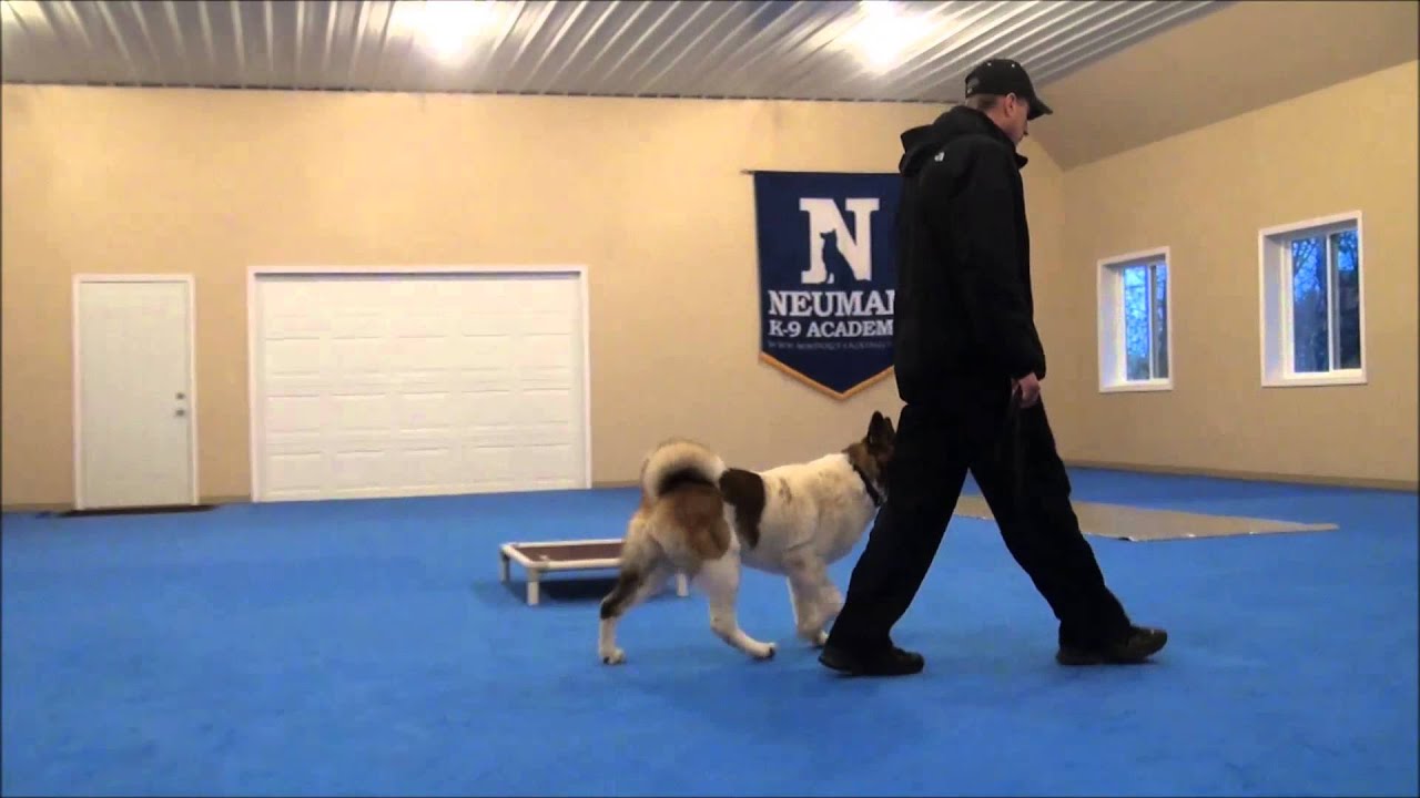 Jacky (Akita) Dog Training Boot Camp Video YouTube