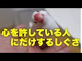 文鳥が心を許している人にだけするしぐさ