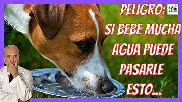 ¿Beber agua demasiado rápido puede hacer vomitar a un perro?