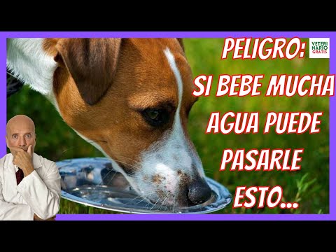 Video: ¿Puede el cambio de comida para perros causar un consumo excesivo de agua?