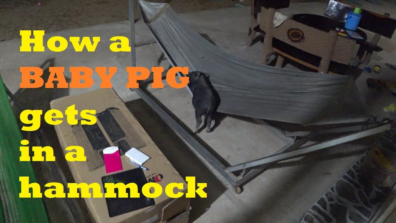 Watch our baby pig get in a hammock . . . - YouTube